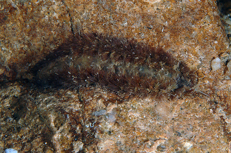 Pontogenia chrysocoma